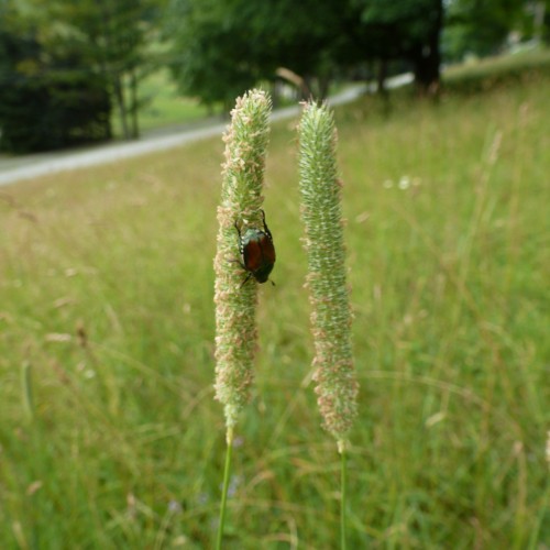 Towering Grain