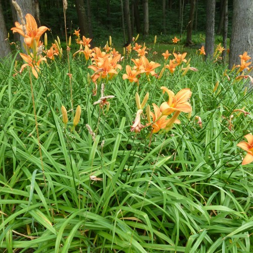 Flowers are nourished in the rain.