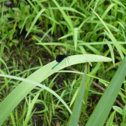 The Elusive Dragonfly. I took nearly 100 photos of this fast little guy (all blurry) then finally he sat and posed for me.