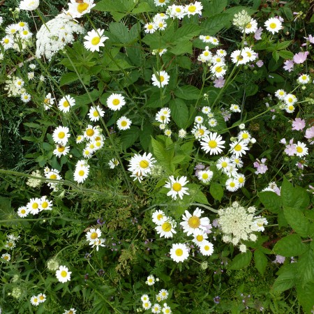 Begin your sowing, past, present, future Begin your sowing, past, present, future