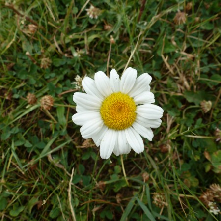 Enlightened daisy
