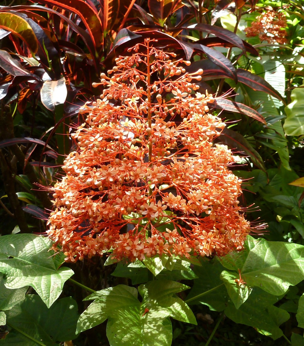 among several all attached flowers