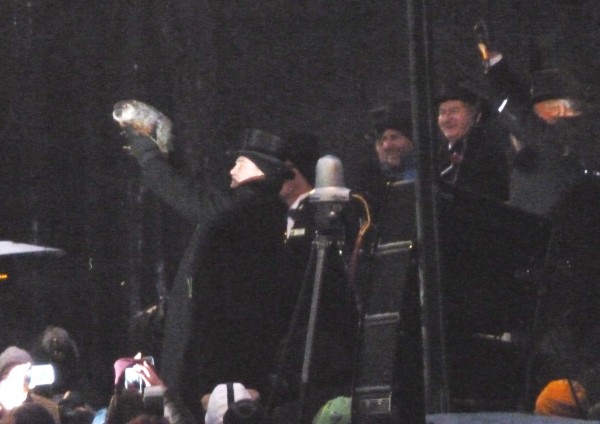 Close up of Punxsutawney Phil 2-2-2013 Close up of Punxsutawney Phil 2-2-2013