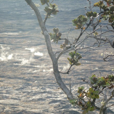 Renewed Life near the Halema'uma'u Crater in Hawai'i.