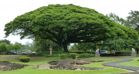 An infinite tree of souls