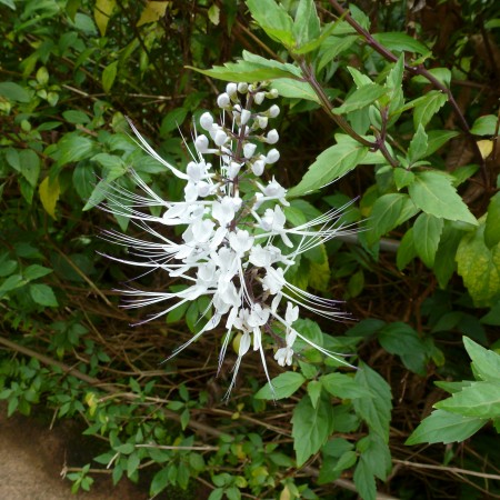 Cat's Whiskers - a flower from the botanical garden in Hawaii. Delicate and pretty.