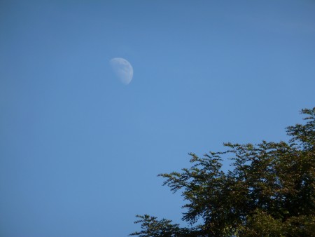 The moon at night, a view from my back yard.