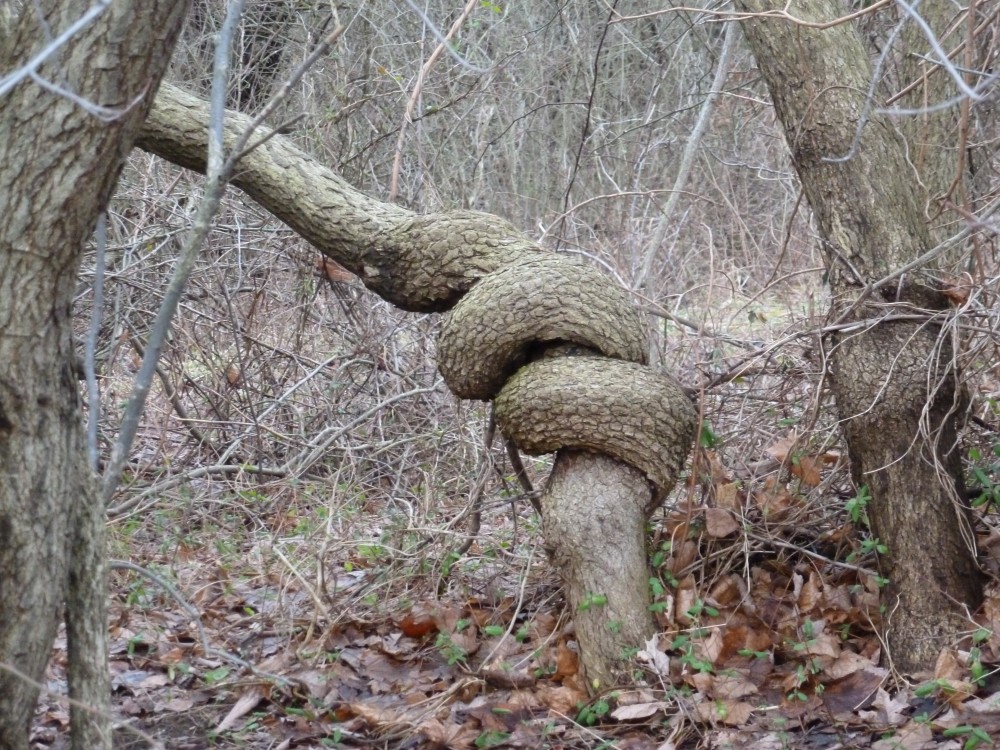 A tree, warped over time, not far down the road from my house.