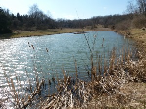 The pond The pond